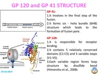 GP 120 and GP 41 STRUCTURE 
GP 41: 
1.It involves in the final step of the 
fusion. 
2.It forms six - helix bundle (6HB) 
structure which leads to the 
formation of fusion pore. 
GP 120: 
1.It is responsible for receptor 
binding. 
2.It contains 5 relatively conserved 
domains (C1-C5) and 5 variable loops 
(V1-V5). 
3.Each variable region forms loop 
structure by disulfide bond 
(Himanshu et al., 2008). 
David et al., 1998 
29-10-2014 Miklos et al., 2011 
 