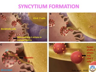 SYNCYTIUM FORMATION 
Dendrictic cells 
CD 4+ T cells 
Matured HIV-1 virions in 
compartments 
Filopodia 
Fusion 
of HIV-1 
virions 
into 
CD4+ T 
cells 
29-10-2014 Felts et al., 2010 
 