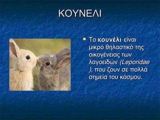 ΚΟΥΝΕΛΙΚΟΥΝΕΛΙ
 ΤοΤο  κουνέλικουνέλι είναιείναι
μικρόμικρό  θηλαστικό τηςθηλαστικό της
οικογένειας τωνοικογένειας των
λαγοειδώνλαγοειδών  ((LeporidaeLeporidae
)), που ζουν σε πολλά, που ζουν σε πολλά
σημεία του κόσμου.σημεία του κόσμου.
 