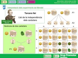 BIOLOGIA I GEOLOGIA 4t ESO
Herència i transmissió de caràcters
INICI ESQUEMA RECURSOS INTERNET
SURTANTERIOR
Interpretació dels experiments de Mendel
Herència de dos caràcters
F1
Gregor Johann
Mendel
Tercera llei
Llei de la independència
dels caràcters
A A L L lla a
A L la
A L la
F2A A a aL ll L
F1
A a L l A a L l
A A L L
A A L l
A A L l
A A l l
A a L L
A a L l
A a L l
A a l l
a a L l
a a L l a a l l
a a L L
A a L L
A a L l
A a L l
A A l l
AL Al aL al
AL
Al
aL
 
