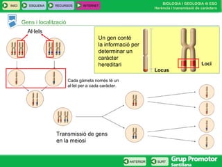 BIOLOGIA I GEOLOGIA 4t ESO
Herència i transmissió de caràcters
INICI ESQUEMA RECURSOS INTERNET
SURTANTERIOR
Gens i localització
Un gen conté
la informació per
determinar un
caràcter
hereditari
Locus
Loci
Al·lels
Cada gàmeta només té un
al·lel per a cada caràcter.
Transmissió de gens
en la meiosi
 