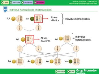 BIOLOGIA I GEOLOGIA 4t ESO
Herència i transmissió de caràcters
INICI ESQUEMA RECURSOS INTERNET
SURTANTERIOR
Individus homozigòtics i heterozigòtics
Al·lels
idèntics
Individus homozigòticsAA aa
Individus
heterozigòticsAa
Aa AaAA aa
Al·lels
diferents
Aa
 