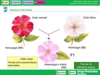 BIOLOGIA I GEOLOGIA 4t ESO
Herència i transmissió de caràcters
INICI ESQUEMA RECURSOS INTERNET
SURTANTERIOR
Herència intermèdia
Flor de nit
(Mirabilis jalapa)
Homozigot (RR)
Color vermell Color blanc
Homozigot (BB)
Heterozigot o híbrid
(RB)
F1
Color rosat
Fenotip amb característiques
intermèdies
 