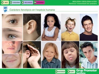 BIOLOGIA I GEOLOGIA 4t ESO
Herència i transmissió de caràcters
INICI ESQUEMA RECURSOS INTERNET
SURTANTERIOR
Caràcters fenotípics en l’espècie humana
 