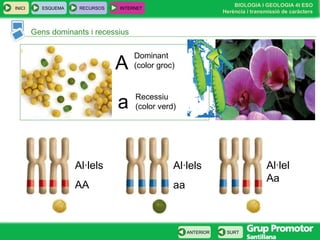 BIOLOGIA I GEOLOGIA 4t ESO
Herència i transmissió de caràcters
INICI ESQUEMA RECURSOS INTERNET
SURTANTERIOR
Gens dominants i recessius
A
a
Al·lels
AA
Al·lels
aa
Al·lel
Aa
Dominant
(color groc)
Recessiu
(color verd)
 