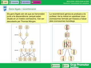 BIOLOGIA I GEOLOGIA 4t ESO
Herència i transmissió de caràcters
INICI ESQUEMA RECURSOS INTERNET
SURTANTERIOR
Gens lligats i recombinació
Els gens lligats són els que es transmeten
junts a la descendència, perquè estan
situats en un mateix cromosoma. Van ser
descoberts per Thomas Morgan.
La recombinació gènica es produeix a la
profase I de la meiosi en aparèixer nous
cromosomes formats per trossos a l’atzar
dels cromosomes homòlegs.
 