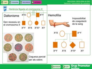 BIOLOGIA I GEOLOGIA 4t ESO
Herència i transmissió de caràcters
INICI ESQUEMA RECURSOS INTERNET
SURTANTERIOR
Herència lligada al cromosoma X
Daltonisme Hemofília
Gen recessiu en
el cromosoma X
XD
X XD
Y
XD
XD
XD
XXD
Y XY
Ceguesa parcial
per als colors
Impossibilitat
de coagulació
de la sang
XH
X XH
Y
XH
XH
XH
XXH
Y XY
 