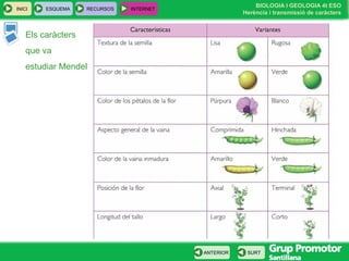 BIOLOGIA I GEOLOGIA 4t ESO
Herència i transmissió de caràcters
INICI ESQUEMA RECURSOS INTERNET
SURTANTERIOR
Els caràcters
que va
estudiar Mendel
 