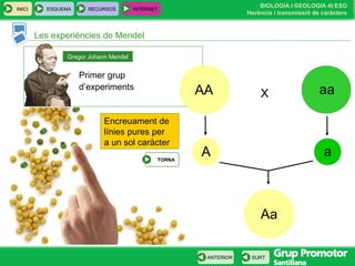 BIOLOGIA I GEOLOGIA 4t ESO
Herència i transmissió de caràcters
INICI ESQUEMA RECURSOS INTERNET
SURTANTERIOR
Les experiències de Mendel
Primer grup
d’experiments
Gregor Johann Mendel
AA aa
A a
Aa
X
Encreuament de
línies pures per
a un sol caràcter
TORNA
 