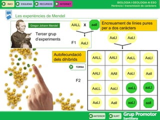 BIOLOGIA I GEOLOGIA 4t ESO
Herència i transmissió de caràcters
INICI ESQUEMA RECURSOS INTERNET
SURTANTERIOR
Les experiències de Mendel
Tercer grup
d’experiments
Gregor Johann Mendel
Encreuament de línies pures
per a dos caràcters
TORNA
Autofecundació
dels dihíbrids
AALL aallX
AaLlF1
aall
aaLlaaLL
aaLl
AaLl AaLl
F2
AaLlAALL AALl AaLL
AALl AaLl
AaLL
AaLl
AaLl
AAll Aall
Aall
 