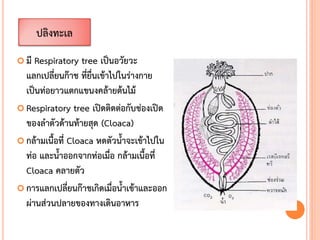  มี Respiratory tree เป็นอวัยวะ
แลกเปลี่ยนก๊าช ที่ยื่นเข้าไปในร่างกาย
เป็นท่อยาวแตกแขนงคล้ายต้นไม้
 Respiratory tree เปิดติดต่อกับช่องเปิด
ของลาตัวด้านท้ายสุด (Cloaca)
 กล้ามเนื้อที่ Cloaca หดตัวน้าจะเข้าไปใน
ท่อ และน้าออกจากท่อเมื่อ กล้ามเนื้อที่
Cloaca คลายตัว
 การแลกเปลี่ยนก๊าชเกิดเมื่อน้าเข้าและออก
ผ่านส่วนปลายของทางเดินอาหาร
ปลิงทะเล
 