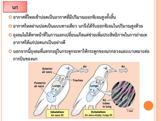  อากาศที่ไหลเข้าปอดเป็นอากาศที่มีปริมาณออกซิเจนสูงทั้งสิ้น
 อากาศไหลผ่านปอดเป็นแบบทางเดียว นกจึงได้รับออกซิเจนในปริมาณสูงด้วย
 ถุงลมไม่ได้ทาหน้าที่ในการแลกเปลี่ยนแก๊สแต่ช่วยเพิ่มประสิทธิภาพในการถ่ายเท
อากาศให้แก่ปอดนกเป็นอย่างดี
 นอกจากนี้ถุงลมที่แทรกอยู่ในกระดูกจะทาให้กระดูกของนกกลวงและเบาเหมาะต่อ
การบินของนก
นก
 