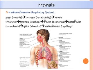  ทางเดินหายใจของคน (Respiratory System):
รูจมูก (nostrils)โพรงจมูก (nasal cavity)คอหอย
(Pharynx)หลอดลม (trachea)ขั้วปอด (bronchus)แขนงขั้วปอด
(bronchiole)ถุงลม (alveolus)หลอดเลือดฝอย (capillary)
การหายใจ
 