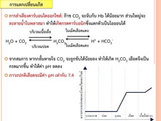  การลาเลียงคาร์บอนไดออกไซด์: ก๊าช CO2 จะจับกับ Hb ได้น้อยมาก ส่วนใหญ่จะ
ละลายน้าในพลาสมา ทาให้เกิดกรดคาร์บอนิกซึ่งแตกตัวเป็นไอออนได้
H2O + CO2 H2CO3 H+ + HCO3
-
 จากสมการ หากกลั้นหายใจ CO2 จะถูกขับได้น้อยลง ทาให้เกิด H2CO3 เลือดจึงเป็น
กรดมากขึ้น ทาให้ค่า pH ลดลง
 ภาวะปกติเลือดจะมีค่า pH เท่ากับ 7.4
การแลกเปลี่ยนแก๊ส
บริเวณเนื้อเยื่อ
บริเวณปอด
ในเม็ดเลือดแดง
ในเม็ดเลือดแดง
 