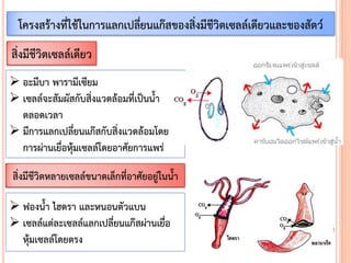 โครงสร้างที่ใช้ในการแลกเปลี่ยนแก๊สของสิ่งมีชีวิตเซลล์เดียวและของสัตว์
สิ่งมีชีวิตเซลล์เดียว
 อะมีบา พารามีเซียม
 เซลล์จะสัมผัสกับสิ่งแวดล้อมที่เป็นน้า
ตลอดเวลา
 มีการแลกเปลี่ยนแก๊สกับสิ่งแวดล้อมโดย
การผ่านเยื่อหุ้มเซลล์โดยอาศัยการแพร่
สิ่งมีชีวิตหลายเซลล์ขนาดเล็กที่อาศัยอยู่ในน้า
 ฟองน้า ไฮดรา และหนอนตัวแบน
 เซลล์แต่ละเซลล์แลกเปลี่ยนแก๊สผ่านเยื่อ
หุ้มเซลล์โดยตรง
 