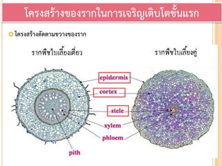  โครงสร้างตัดตามขวางของราก
โครงสร้างของรากในการเจริญเติบโตขั้นแรก
 