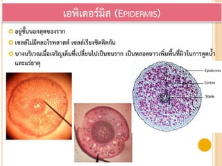  อยู่ชั้นนอกสุดของราก
 เซลล์ไม่มีคลอโรพลาสต์ เซลล์เรียงชิดติดกัน
 บางบริเวณเมื่อเจริญเต็มที่เปลี่ยนไปเป็นขนราก เป็นหลอดยาวเพิ่มพื้นที่ผิวในการดูดน้า
และแร่ธาตุ
เอพิเดอร์มิส (EPIDERMIS)
 