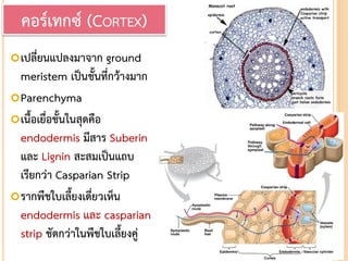 เปลี่ยนแปลงมาจาก ground
meristem เป็นชั้นที่กว้างมาก
Parenchyma
เนื้อเยื่อชั้นในสุดคือ
endodermis มีสาร Suberin
และ Lignin สะสมเป็นแถบ
เรียกว่า Casparian Strip
รากพืชใบเลี้ยงเดี่ยวเห็น
endodermis และ casparian
strip ชัดกว่าในพืชใบเลี้ยงคู่
คอร์เทกซ์ (CORTEX)
 