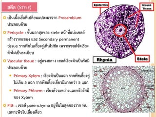  เป็นเนื้อเยื่อที่เปลี่ยนแปลงมาจาก Procambium
ประกอบด้วย
 Pericycle : ชั้นนอกสุดของ stele หน้าที่แบ่งเซลล์
สร้างรากแขนง และ Secondary permanent
tissue รากพืชใบเลี้ยงคู่เห็นไม่ชัด เพราะเซลล์จัดเรียง
ตัวไม่เป็นระเบียบ
 Vascular tissue : อยู่ตรงกลาง เซลล์เรียงตัวเป็นรัศมี
ประกอบด้วย
 Primary Xylem : เรียงตัวเป็นแฉก รากพืชเลี้ยงคู่
ไม่เกิน 5 แฉก รากพืชเลี้ยงเดี่ยวมีมากกว่า 5 แฉก
 Primary Phloem : เรียงตัวระหว่างแฉกหรือรัศมี
ของ Xylem
 Pith : เซลล์ parenchyma อยู่ชั้นในสุดของราก พบ
เฉพาะพืชใบเลี้ยงเดี่ยว
สตีล (STELE)
 