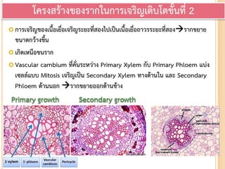  การเจริญของเนื้อเยื่อเจริญระยะที่สองไปเป็นเนื้อเยื่อถาวรระยะที่สองรากขยาย
ขนาดกว้างขึ้น
 เกิดเหนือขนราก
 Vascular cambium ที่คั่นระหว่าง Primary Xylem กับ Primary Phloem แบ่ง
เซลล์แบบ Mitosis เจริญเป็น Secondary Xylem ทางด้านใน และ Secondary
Phloem ด้านนอก รากขยายออกด้านข้าง
โครงสร้างของรากในการเจริญเติบโตขั้นที่ 2
 