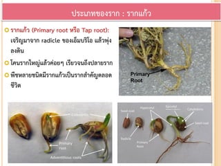  รากแก้ว (Primary root หรือ Tap root):
เจริญมาจาก radicle ของเอ็มบริโอ แล้วพุ่ง
ลงดิน
 โคนรากใหญ่แล้วค่อยๆ เรียวจนถึงปลายราก
 พืชหลายชนิดมีรากแก้วเป็นรากสาคัญตลอด
ชีวิต
ประเภทของราก : รากแก้ว
 