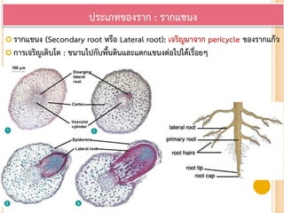  รากแขนง (Secondary root หรือ Lateral root): เจริญมาจาก pericycle ของรากแก้ว
 การเจริญเติบโต : ขนานไปกับพื้นดินและแตกแขนงต่อไปได้เรื่อยๆ
ประเภทของราก : รากแขนง
 