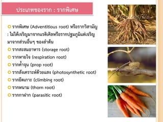  รากพิเศษ (Adventitious root) หรือรากวิสามัญ
: ไม่ได้เจริญมาจากแรดิเคิลหรือรากปฐมภูมิแต่เจริญ
มาจากส่วนอื่นๆ ของลาต้น
 รากสะสมอาหาร (storage root)
 รากหายใจ (respiration root)
 รากค้าจุน (prop root)
 รากสังเคราะห์ด้วยแสง (photosynthetic root)
 รากยึดเกาะ (climbing root)
 รากหนาม (thorn root)
 รากกาฝาก (parasitic root)
ประเภทของราก : รากพิเศษ
 