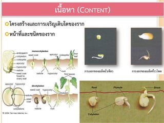 โครงสร้างและการเจริญเติบโตของราก
หน้าที่และชนิดของราก
เนื้อหา (CONTENT)
 