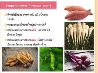  ทาหน้าที่สะสมอาหาร เช่น แป้ง น้าตาล
โปรตีน
 พองออกและมีขนาดใหญ่กว่ารากปกติ
 เปลี่ยนแปลงมาจากรากแก้ว : แครอท หัว
ผักกาด บีทรูด
 เปลี่ยนแปลงมาจากรากฝอย : มันสาปะหลัง
มันเทศ มันแกว กระชาย ต้อยติ่ง ถั่วพู
รากสะสมอาหาร (STORAGE ROOT)
 
