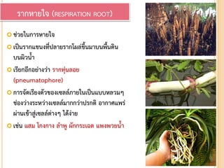  ช่วยในการหายใจ
 เป็นรากแขนงที่ปลายรากโผล่ขึ้นมาบนพื้นดิน
บนผิวน้า
 เรียกอีกอย่างว่า รากทุ่นลอย
(pneumatophore)
 การจัดเรียงตัวของเซลล์ภายในเป็นแบบหลวมๆ
ช่องว่างระหว่างเซลล์มากกว่าปรกติ อากาศแพร่
ผ่านเข้าสู่เซลล์ต่างๆ ได้ง่าย
 เช่น แสม โกงกาง ลาพู ผักกระเฉด แพงพวยน้า
รากหายใจ (RESPIRATION ROOT)
 