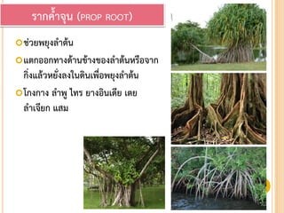 ช่วยพยุงลาต้น
แตกออกทางด้านข้างของลาต้นหรือจาก
กิ่งแล้วหยั่งลงในดินเพื่อพยุงลาต้น
โกงกาง ลาพู ไทร ยางอินเดีย เตย
ลาเจียก แสม
รากค้าจุน (PROP ROOT)
 