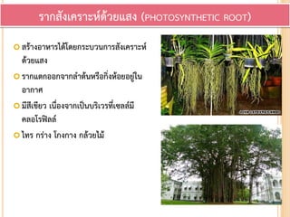  สร้างอาหารได้โดยกระบวนการสังเคราะห์
ด้วยแสง
 รากแตกออกจากลาต้นหรือกิ่งห้อยอยู่ใน
อากาศ
 มีสีเขียว เนื่องจากเป็นบริเวรที่เซลล์มี
คลอโรฟิลล์
 ไทร กร่าง โกงกาง กล้วยไม้
รากสังเคราะห์ด้วยแสง (PHOTOSYNTHETIC ROOT)
 
