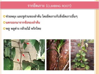 ช่วยพยุง และชูส่วนของลาต้น โดยยึดเกาะกับสิ่งยึดเกาะอื่นๆ
แตกออกมาจากข้อของลาต้น
พลู พลูด่าง กล้วยไม้ พริกไทย
รากยึดเกาะ (CLIMBING ROOT)
 