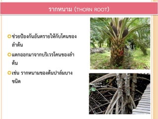 ช่วยป้องกันอันตรายให้กับโคนของ
ลาต้น
แตกออกมาจากบริเวรโคนของลา
ต้น
เช่น รากหนามของต้นปาล์มบาง
ชนิด
รากหนาม (THORN ROOT)
 