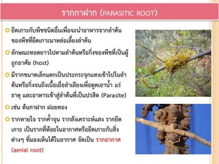  ยึดเกาะกับพืชชนิดอื่นเพื่อจะนาอาหารจากลาต้น
ของพืชที่ยึดเกาะมาหล่อเลี้ยงลาต้น
 ลักษณะทอดยาวไปตามลาต้นหรือกิ่งของพืชที่เป็นผู้
ถูกอาศัย (host)
 มีรากขนาดเล็กแตกเป็นประกระจุกแทงเข้าไปในลา
ต้นหรือกิ่งจนถึงเนื้อเยื่อลาเลียงเพื่อดูดเอาน้า แร่
ธาตุ และอาหารเข้าสู่ลาต้นที่เป็นปรสิต (Parasite)
 เช่น ต้นกาฝาก ฝอยทอง
 รากหายใจ รากค้าจุน รากสังเคราะห์แสง รากยึด
เกาะ เป็นรากที่ห้อยในอากาศหรือยึดเกาะกับสิ่ง
ต่างๆ ที่มองเห็นได้ในอากาศ จัดเป็น รากอากาศ
(aerial root)
รากกาฝาก (PARASITIC ROOT)
 