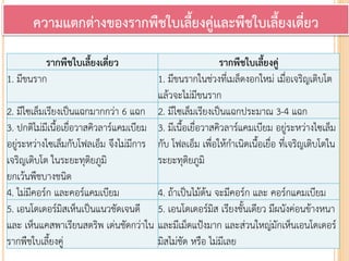 รากพืชใบเลี้ยงเดี่ยว รากพืชใบเลี้ยงคู่
1. มีขนราก 1. มีขนรากในช่วงที่เมล็ดงอกใหม่ เมื่อเจริญเติบโต
แล้วจะไม่มีขนราก
2. มีไซเล็มเรียงเป็นแฉกมากกว่า 6 แฉก 2. มีไซเล็มเรียงเป็นแฉกประมาณ 3-4 แฉก
3. ปกติไม่มีเนื้อเยื่อวาสคิวลาร์แคมเบียม
อยู่ระหว่างไซเล็มกับโฟลเอ็ม จึงไม่มีการ
เจริญเติบโต ในระยะทุติยภูมิ
ยกเว้นพืชบางชนิด
3. มีเนื้อเยื่อวาสคิวลาร์แคมเบียม อยู่ระหว่างไซเล็ม
กับ โฟลเอ็ม เพื่อให้กาเนิดเนื้อเยื่อ ที่เจริญเติบโตใน
ระยะทุติยภูมิ
4. ไม่มีคอร์ก และคอร์แคมเบียม 4. ถ้าเป็นไม้ต้น จะมีคอร์ก และ คอร์กแคมเบียม
5. เอนโดเดอร์มิสเห็นเป็นแนวชัดเจนดี
และ เห็นแคสพาเรียนสตริพ เด่นชัดกว่าใน
รากพืชใบเลี้ยงคู่
5. เอนโดเดอร์มิส เรียงชั้นเดียว มีผนังค่อนข้างหนา
และมีเม็ดแป้งมาก และส่วนใหญ่มักเห็นเอนโดเดอร์
มิสไม่ชัด หรือ ไม่มีเลย
ความแตกต่างของรากพืชใบเลี้ยงคู่และพืชใบเลี้ยงเดี่ยว
 