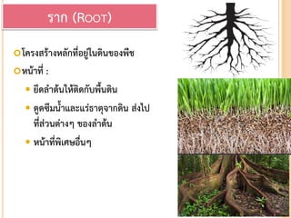 โครงสร้างหลักที่อยู่ในดินของพืช
หน้าที่ :
 ยึดลาต้นให้ติดกับพื้นดิน
 ดูดซึมน้าและแร่ธาตุจากดิน ส่งไป
ที่ส่วนต่างๆ ของลาต้น
 หน้าที่พิเศษอื่นๆ
ราก (ROOT)
 