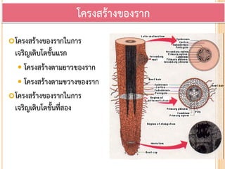 โครงสร้างของรากในการ
เจริญเติบโตขั้นแรก
 โครงสร้างตามยาวของราก
 โครงสร้างตามขวางของราก
โครงสร้างของรากในการ
เจริญเติบโตขั้นที่สอง
โครงสร้างของราก
 