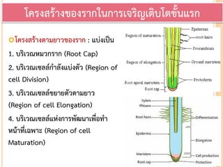 โครงสร้างตามยาวของราก : แบ่งเป็น
1. บริเวณหมวกราก (Root Cap)
2. บริเวณเซลล์กาลังแบ่งตัว (Region of
cell Division)
3. บริเวณเซลล์ขยายตัวตามยาว
(Region of cell Elongation)
4. บริเวณเซลล์แห่งการพัฒนาเพื่อทา
หน้าที่เฉพาะ (Region of cell
Maturation)
โครงสร้างของรากในการเจริญเติบโตขั้นแรก
 