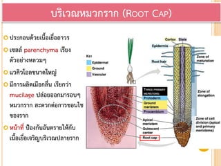  ประกอบด้วยเนื้อเยื่อถาวร
 เซลล์ parenchyma เรียง
ตัวอย่างหลวมๆ
 แวคิวโอลขนาดใหญ่
 มีการผลิตเมือกลื่น เรียกว่า
mucilage ปล่อยออกมารอบๆ
หมวกราก สะดวกต่อการชอนไช
ของราก
 หน้าที่ ป้องกันอันตรายให้กับ
เนื้อเยื่อเจริญบริเวณปลายราก
บริเวณหมวกราก (ROOT CAP)
 