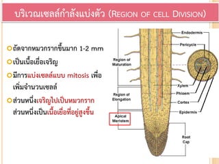 ถัดจากหมวกรากขึ้นมาก 1-2 mm
เป็นเนื้อเยื่อเจริญ
มีการแบ่งเซลล์แบบ mitosis เพื่อ
เพิ่มจานวนเซลล์
ส่วนหนึ่งเจริญไปเป็นหมวกราก
ส่วนหนึ่งเป็นเนื้อเยื่อที่อยู่สูงขึ้น
บริเวณเซลล์กาลังแบ่งตัว (REGION OF CELL DIVISION)
 