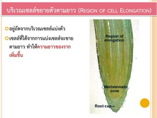 อยู่ถัดจากบริเวณเซลล์แบ่งตัว
เซลล์ที่ได้จากการแบ่งเซลล์จะขาย
ตามยาว ทาให้ความยาวของราก
เพิ่มขึ้น
บริเวณเซลล์ขยายตัวตามยาว (REGION OF CELL ELONGATION)
 