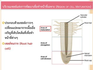ประกอบด้วยเซลล์ถาวรๆ
เปลี่ยนแปลงมาจากเนื้อเยื่อ
เจริญที่เติบโตเต็มที่เพื่อทา
หน้าที่ต่างๆ
เซลล์ขนราก (Root hair
cell)
บริเวณเซลล์แห่งการพัฒนาเพื่อทาหน้าที่เฉพาะ (REGION OF CELL MATURATION)
 