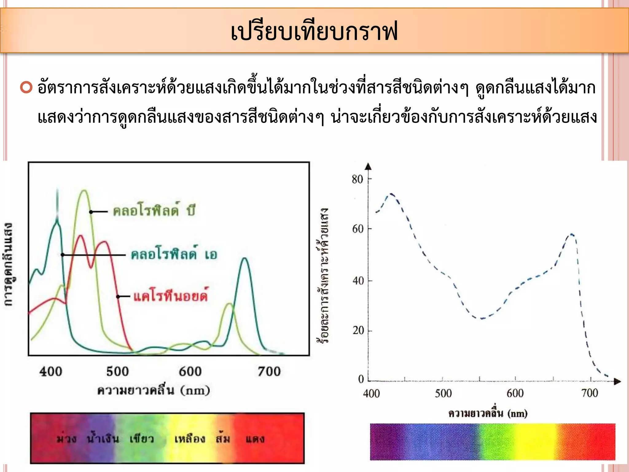 เปรียบเทียบกราฟ
 อัตราการสังเคราะห์ด้วยแสงเกิดขึ้นได้มากในช่วงที่สารสีชนิดต่างๆ ดูดกลืนแสงได้มาก
แสดงว่าการดูดกลืนแสงของสารสีชนิดต่างๆ น่าจะเกี่ยวข้องกับการสังเคราะห์ด้วยแสง
 
