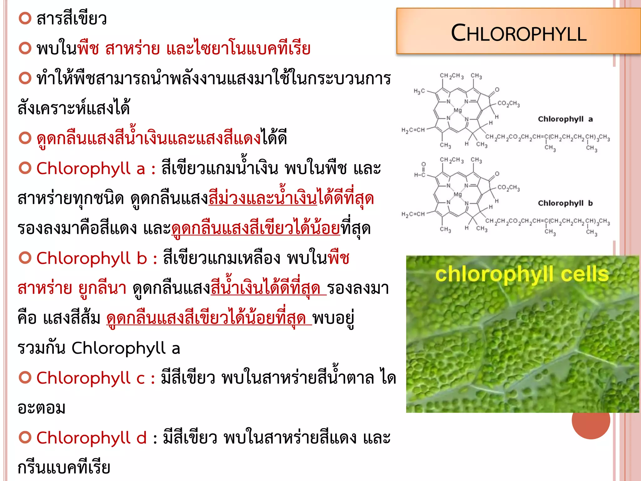  สารสีเขียว
 พบในพืช สาหร่าย และไซยาโนแบคทีเรีย
 ทาให้พืชสามารถนาพลังงานแสงมาใช้ในกระบวนการ
สังเคราะห์แสงได้
 ดูดกลืนแสงสีน้าเงินและแสงสีแดงได้ดี
 Chlorophyll a : สีเขียวแกมน้าเงิน พบในพืช และ
สาหร่ายทุกชนิด ดูดกลืนแสงสีม่วงและน้าเงินได้ดีที่สุด
รองลงมาคือสีแดง และดูดกลืนแสงสีเขียวได้น้อยที่สุด
 Chlorophyll b : สีเขียวแกมเหลือง พบในพืช
สาหร่าย ยูกลีนา ดูดกลืนแสงสีน้าเงินได้ดีที่สุด รองลงมา
คือ แสงสีส้ม ดูดกลืนแสงสีเขียวได้น้อยที่สุด พบอยู่
รวมกัน Chlorophyll a
 Chlorophyll c : มีสีเขียว พบในสาหร่ายสีน้าตาล ได
อะตอม
 Chlorophyll d : มีสีเขียว พบในสาหร่ายสีแดง และ
กรีนแบคทีเรีย
CHLOROPHYLL
 
