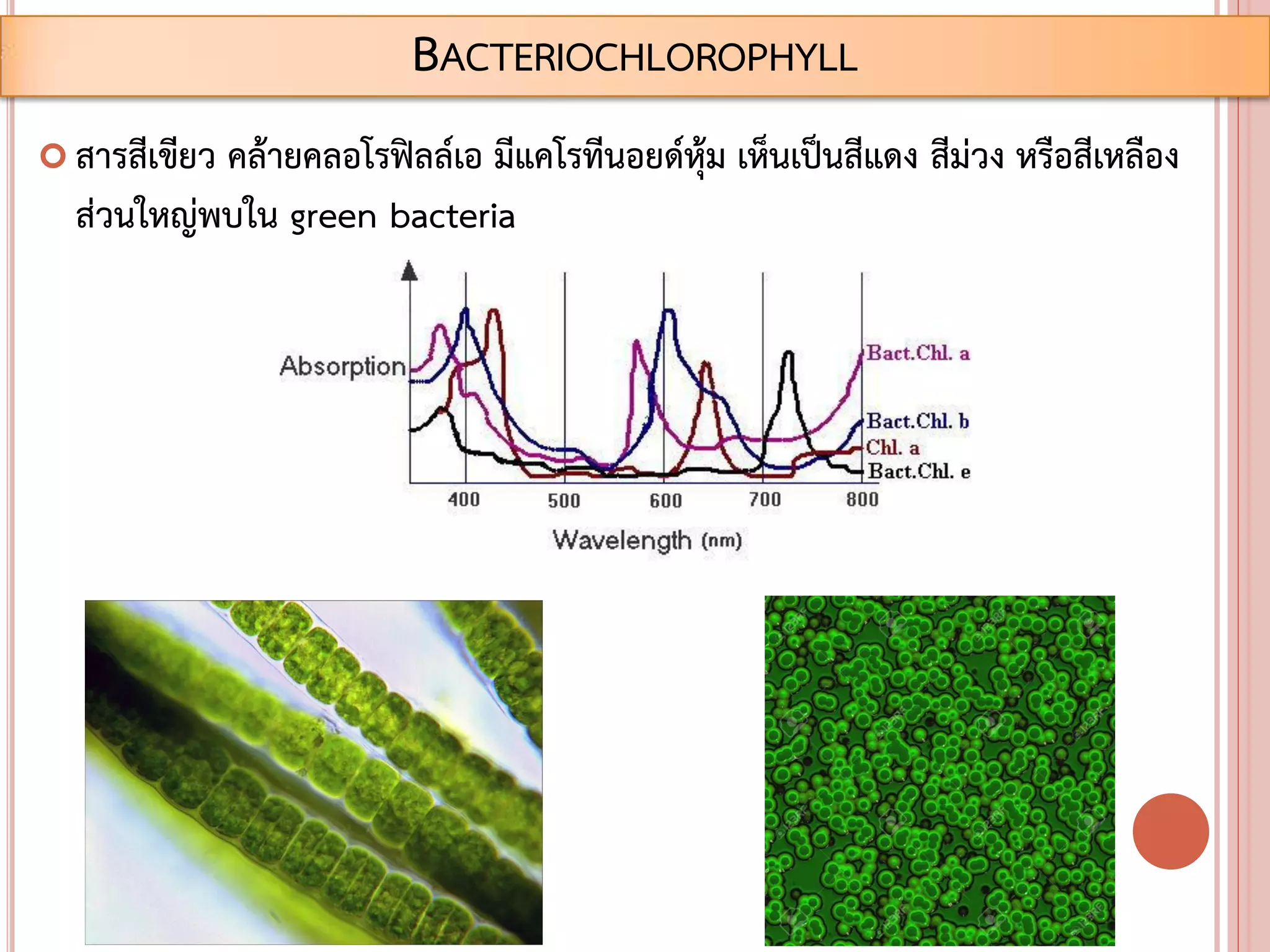  สารสีเขียว คล้ายคลอโรฟิลล์เอ มีแคโรทีนอยด์หุ้ม เห็นเป็นสีแดง สีม่วง หรือสีเหลือง
ส่วนใหญ่พบใน green bacteria
BACTERIOCHLOROPHYLL
 