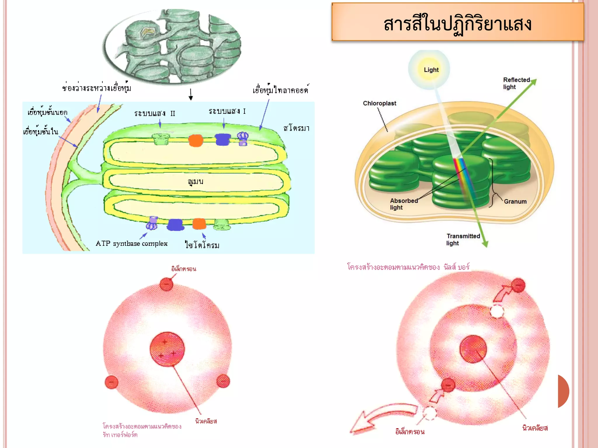 สารสีในปฏิกิริยาแสง
 