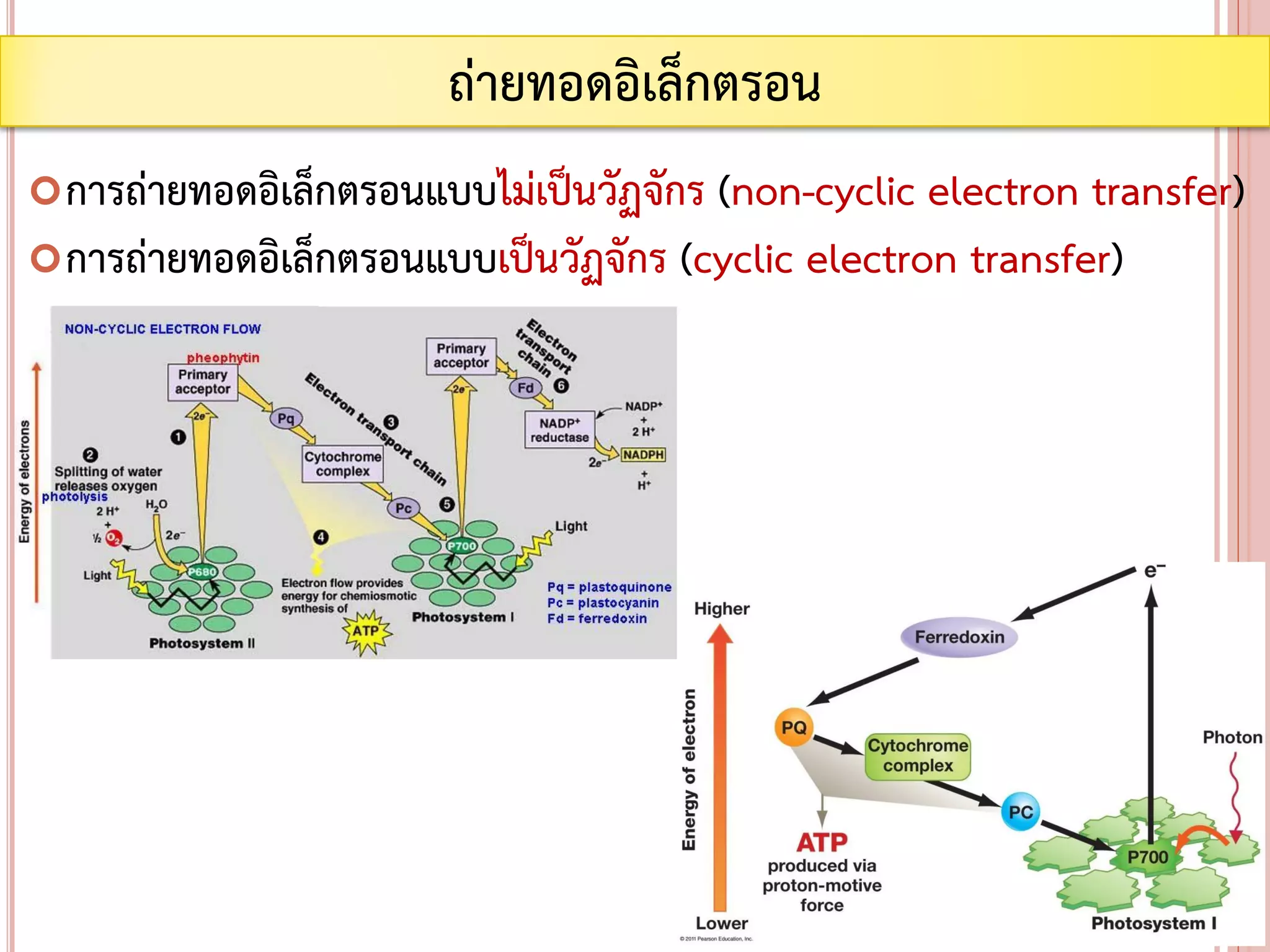 การถ่ายทอดอิเล็กตรอนแบบไม่เป็นวัฏจักร (non-cyclic electron transfer)
การถ่ายทอดอิเล็กตรอนแบบเป็นวัฏจักร (cyclic electron transfer)
ถ่ายทอดอิเล็กตรอน
 