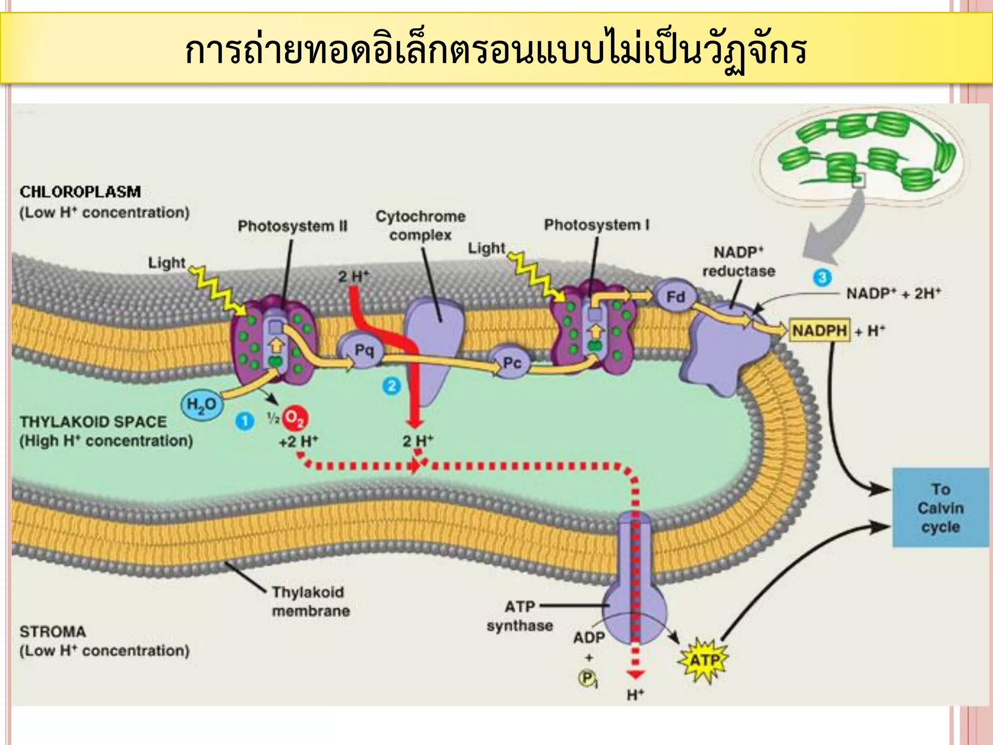 การถ่ายทอดอิเล็กตรอนแบบไม่เป็นวัฏจักร
 