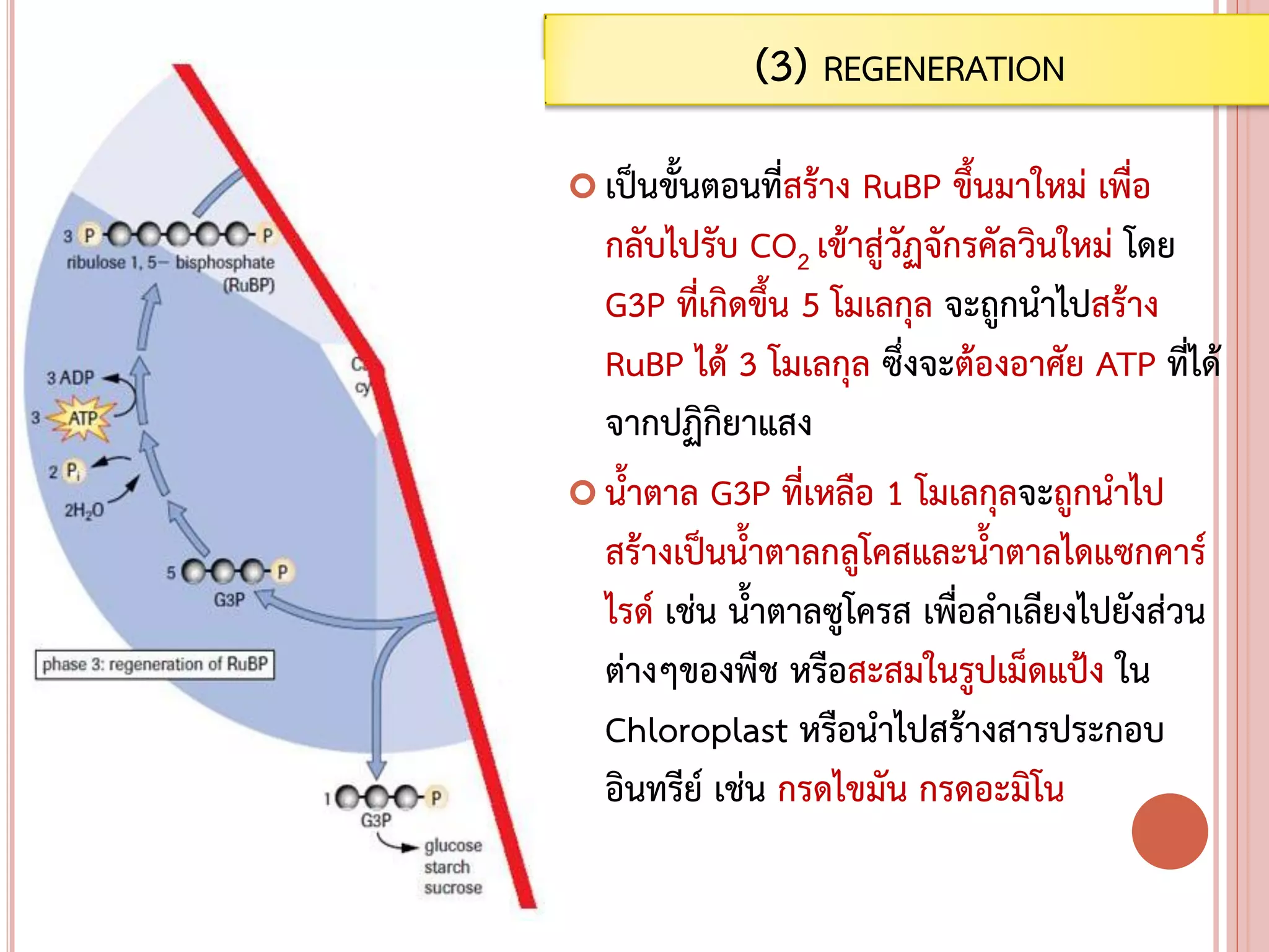  เป็นขั้นตอนที่สร้าง RuBP ขึ้นมาใหม่ เพื่อ
กลับไปรับ CO2 เข้าสู่วัฏจักรคัลวินใหม่ โดย
G3P ที่เกิดขึ้น 5 โมเลกุล จะถูกนาไปสร้าง
RuBP ได้ 3 โมเลกุล ซึ่งจะต้องอาศัย ATP ที่ได้
จากปฏิกิยาแสง
 น้าตาล G3P ที่เหลือ 1 โมเลกุลจะถูกนาไป
สร้างเป็นน้าตาลกลูโคสและน้าตาลไดแซกคาร์
ไรด์ เช่น น้าตาลซูโครส เพื่อลาเลียงไปยังส่วน
ต่างๆของพืช หรือสะสมในรูปเม็ดแป้ง ใน
Chloroplast หรือนาไปสร้างสารประกอบ
อินทรีย์ เช่น กรดไขมัน กรดอะมิโน
(3) REGENERATION
 
